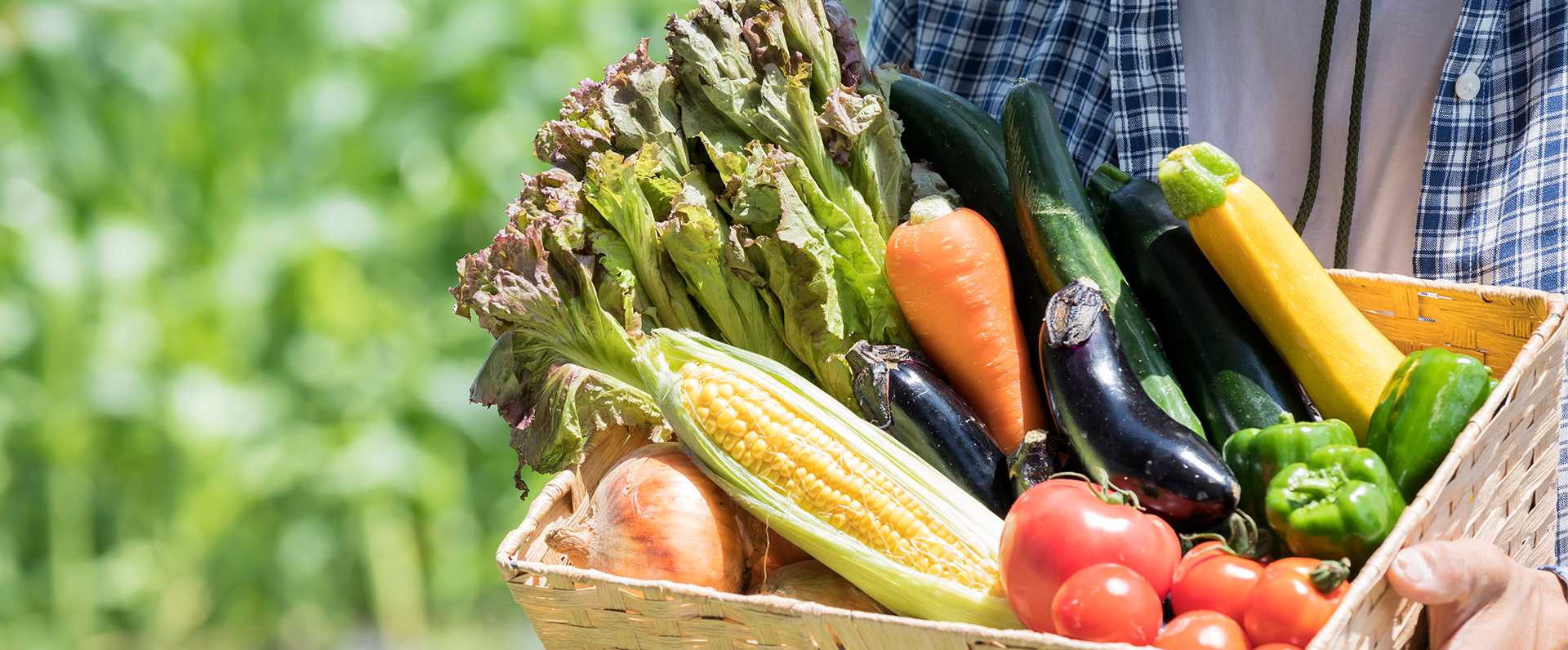 健康長寿野菜 たっくんfarm