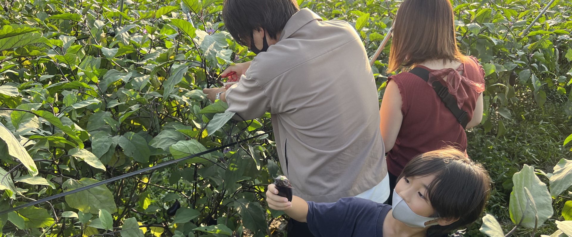 健康長寿野菜 たっくんfarm